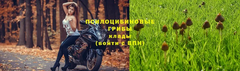 Галлюциногенные грибы Psilocybe  Бодайбо 